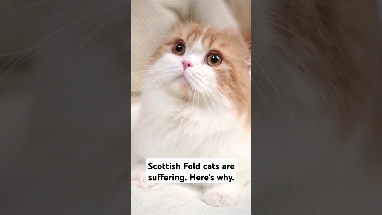 Thinking about getting a Scottish Fold cat?