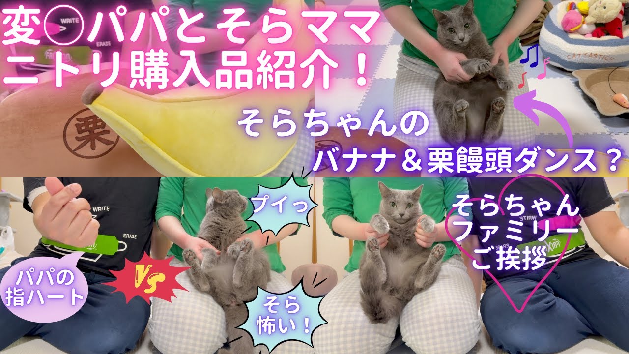 【猫ロシアンブルー】そらちゃんファミリーの仲良し購入品紹介〜ニトリ〜 #russianblue #ロシアンブルー #かわいい猫 #可愛い猫