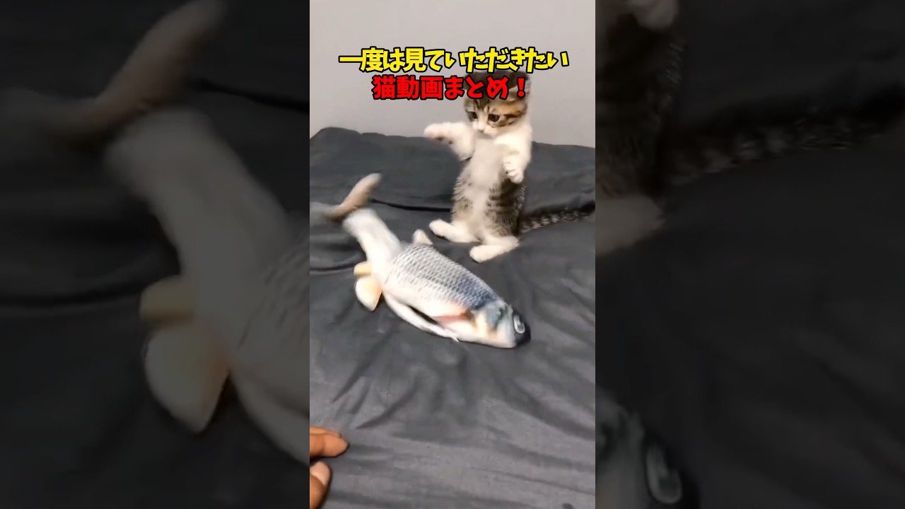 一度は見ていただきたい…!! #猫 #cat #cats #cute
