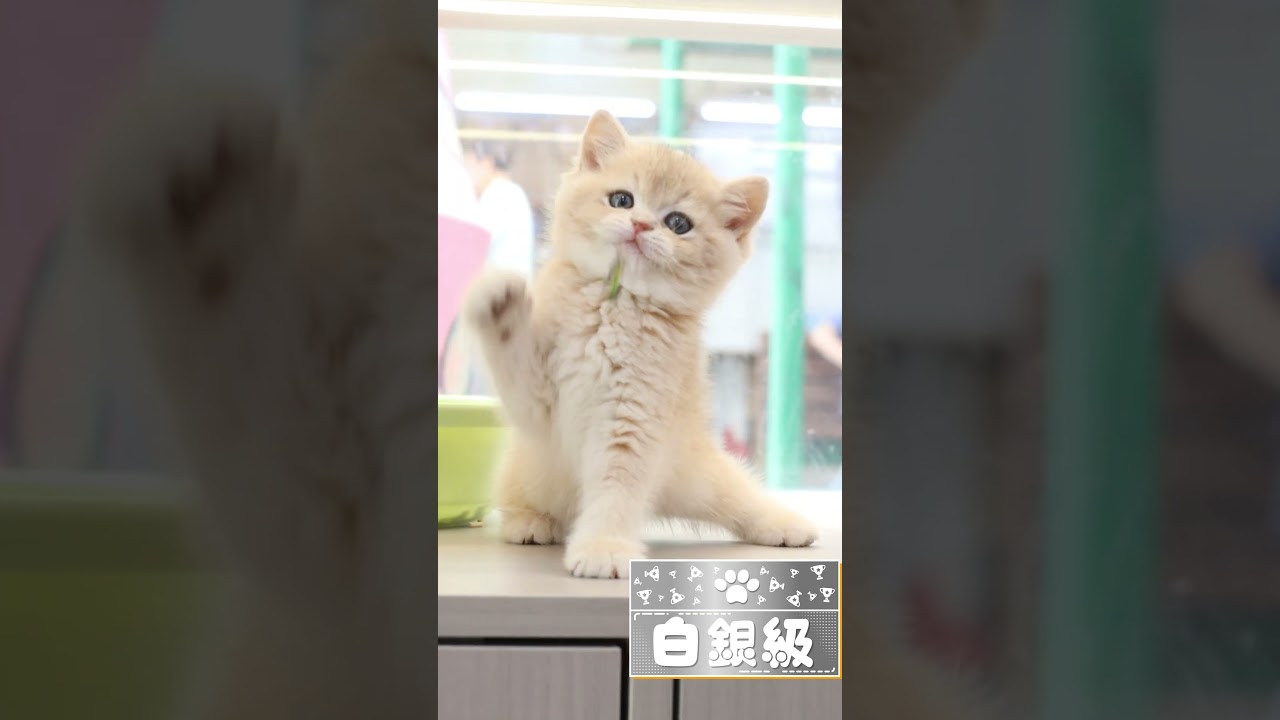 獅子喵丨香港買貓推薦丨店內現貓系列丨英短 紫金 仔仔 法老#cat  #kitten #catlover #cutecatgroup
