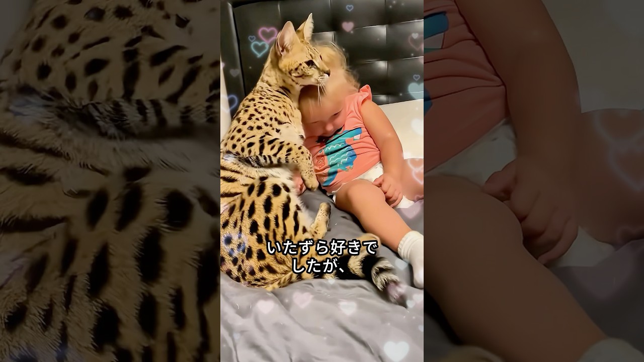 このバイカーが一人ぼっちのサーバルの子猫を見つけて家を与えた