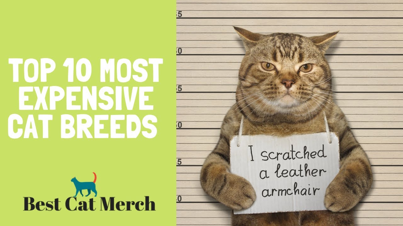 Top 10 Most Expensive Cat Breeds in the World
