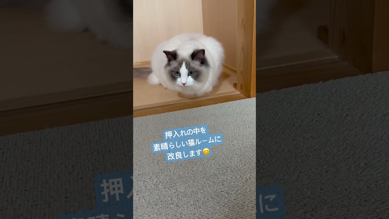 更なる快適いっぺいルームに！🐈#いっぺいdialy #ラグドール #猫のいる暮らし #猫好きさんと繋がりたい