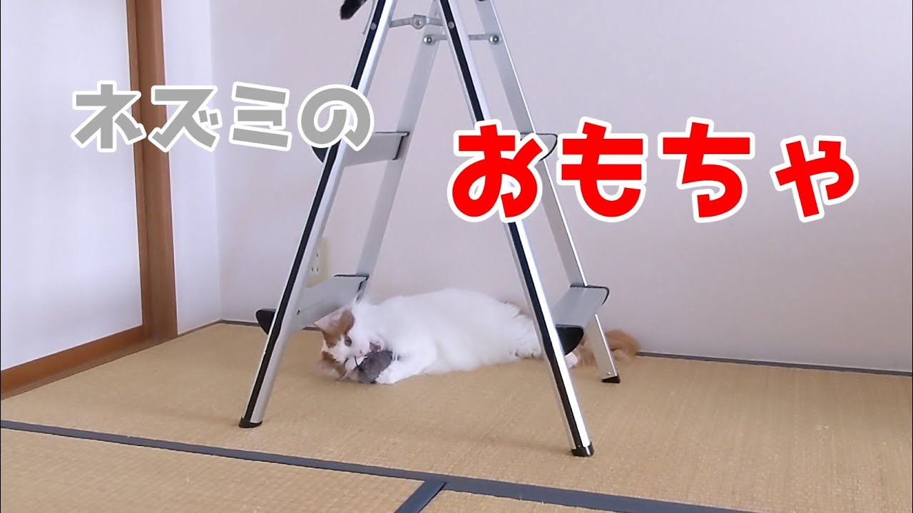 ダイソーのネズミのおもちゃを愛するメインクーンが可愛いそす