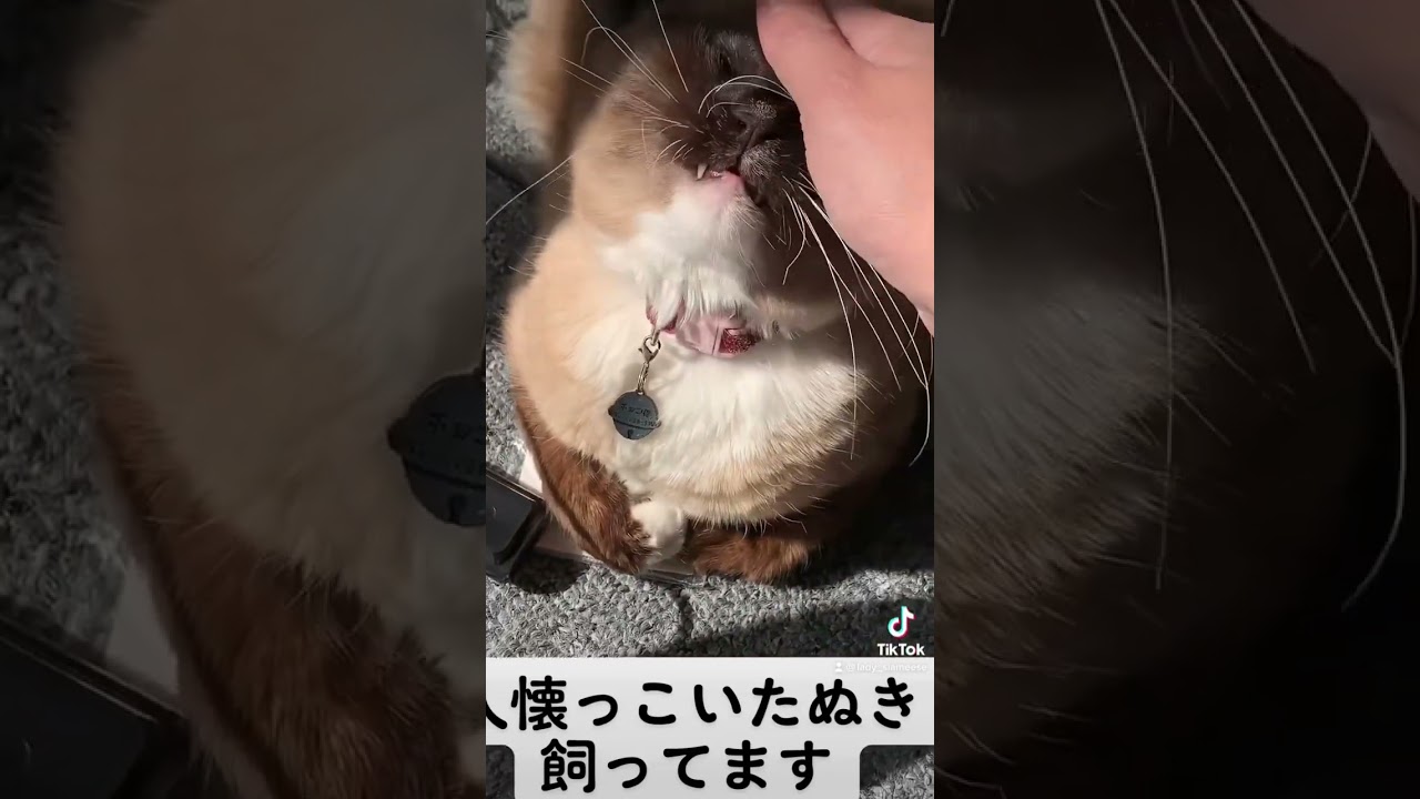 今夜はたぬき汁かなぁ　#シャム猫 #tiktok #shorts