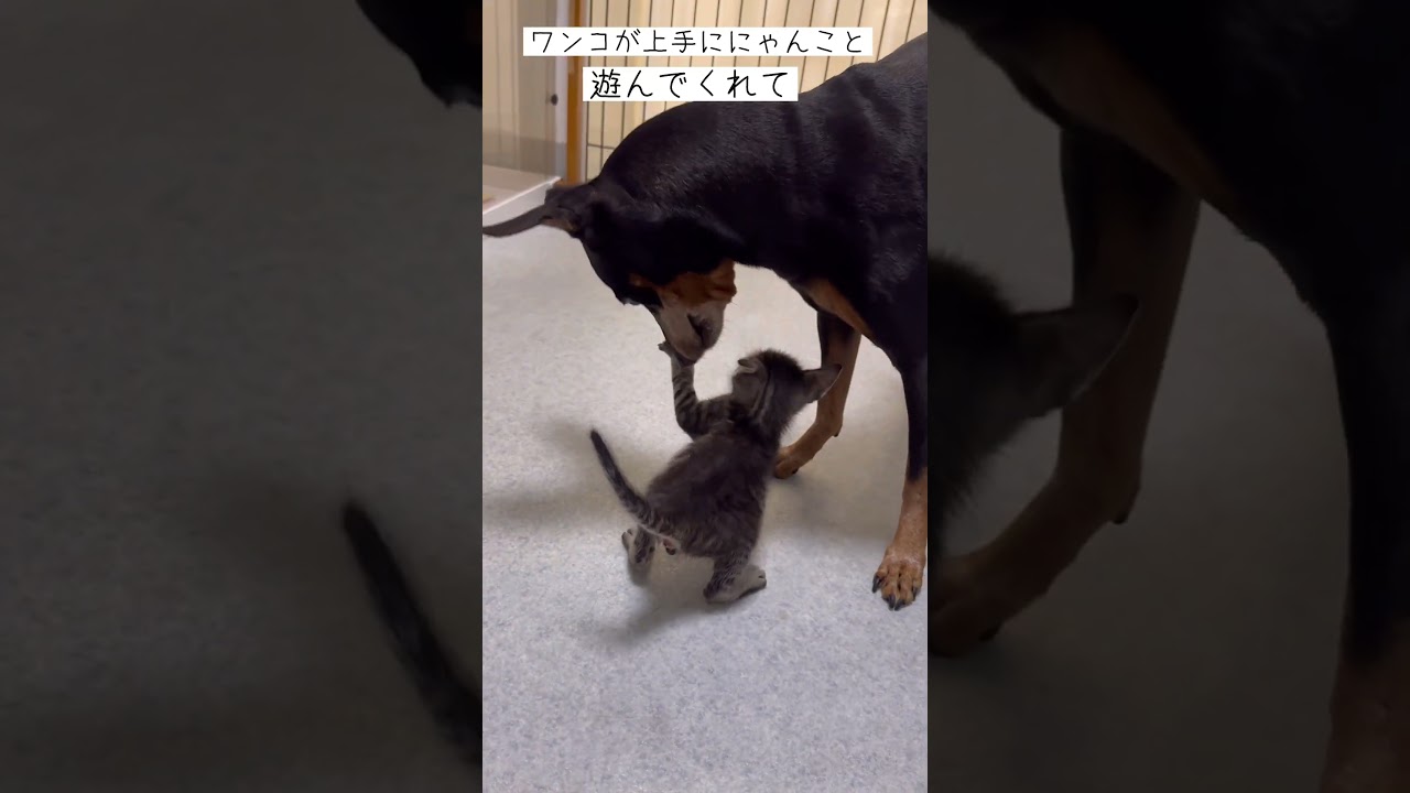 子猫とわんこが仲良く遊ぶ様子が可愛すぎて多幸感に溢れる【サバトラの保護猫】#shorts