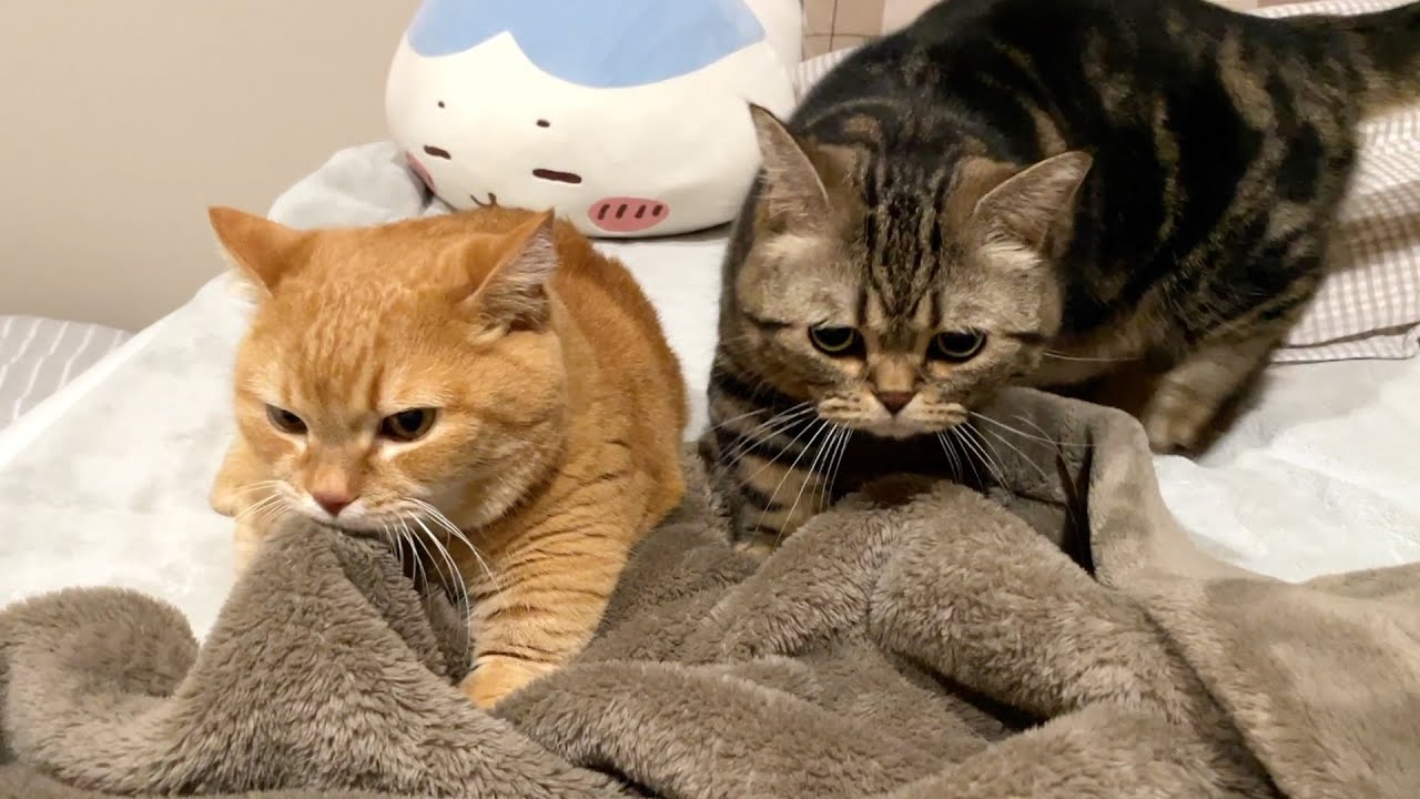 【猫のふみふみ】肌寒い日の夜は大忙し！？
