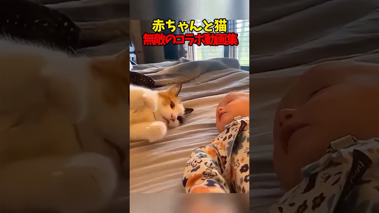 最強コンビ結成！ #猫 #cat #cats #赤ちゃん