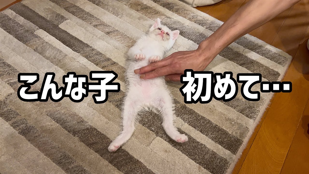【緊急保護】弱っている子猫を保護したはずなのに…完全に笑かしに来てるw
