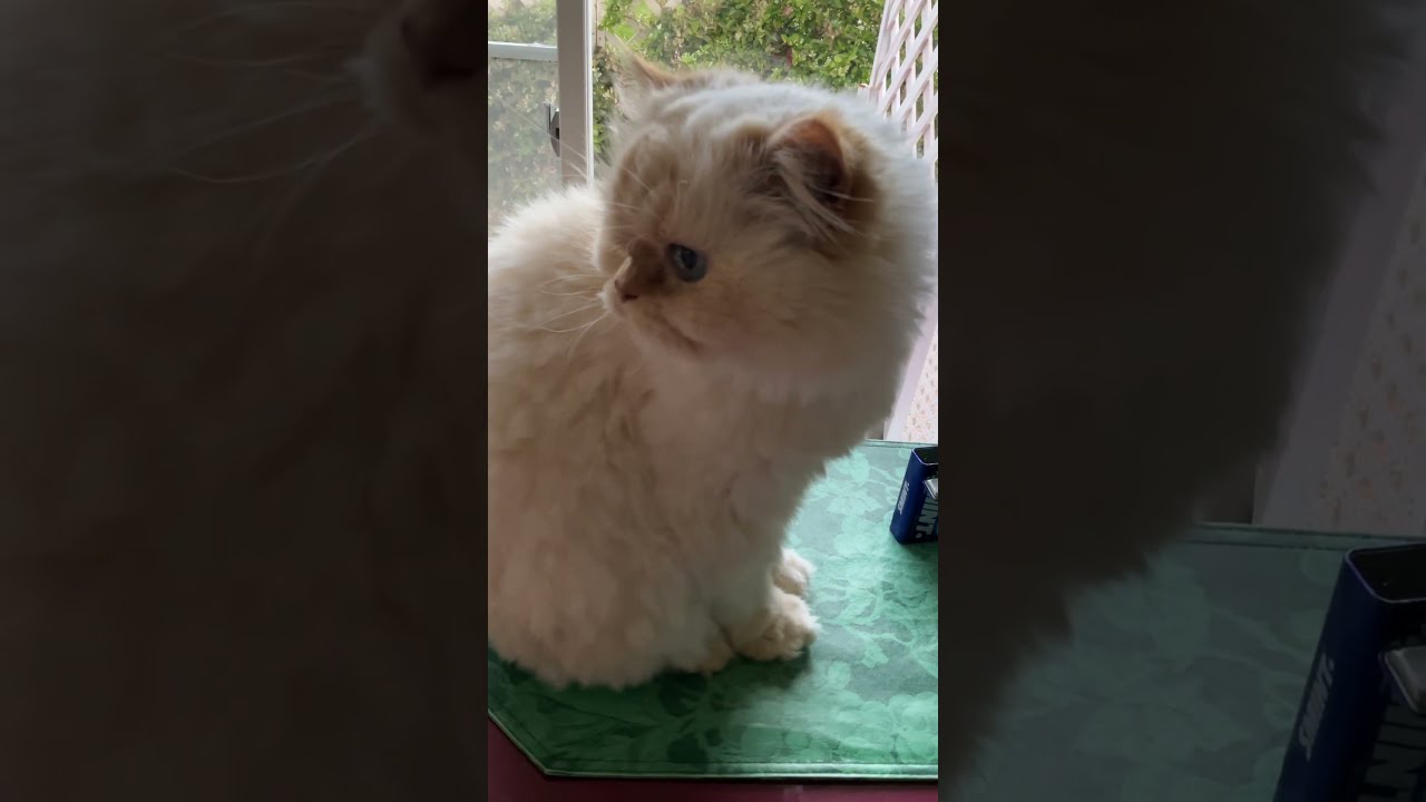 ♥チーノの日常【🐱…パパが帰ってきた…「😸パパ、ウロウロしないで座って…」】ホワイトヒマラヤン14歳（約72歳）　#shorts　#cat　#pets　猫好き　癒し