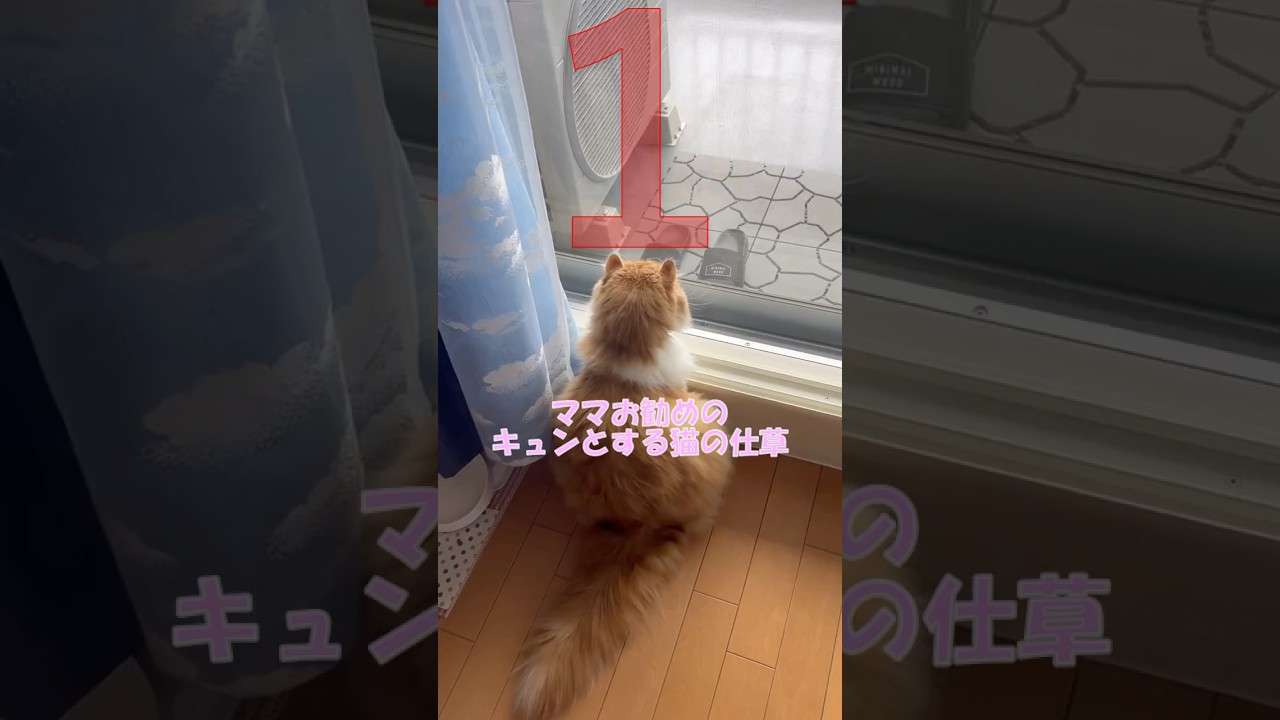 キュンとする猫の仕草  #cat #猫のいる暮らし #アメリカンカール