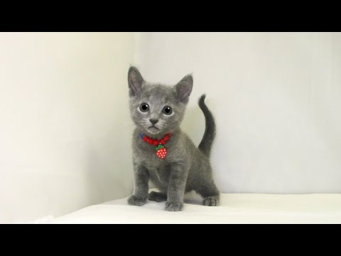 【長町店】ロシアンブルー♪男の子♪ブルー♪4/4生まれ♪