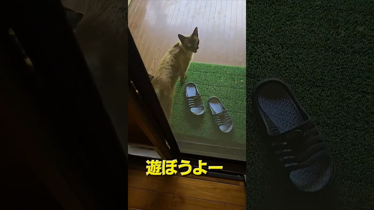 【今日のにゃんこ】シャム猫が一緒に遊ぼう！って #猫 #cat #ネコ
