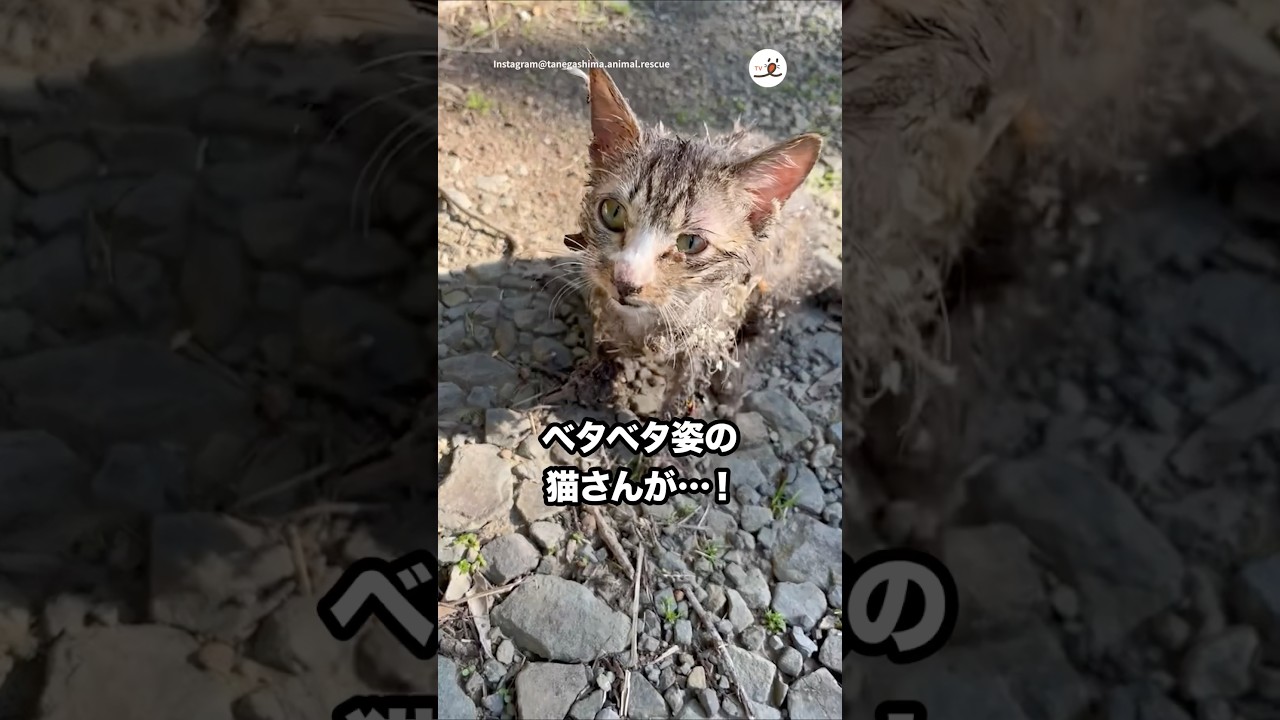 粘着シートがくっついてしまった猫さんを保護して…｜PECO