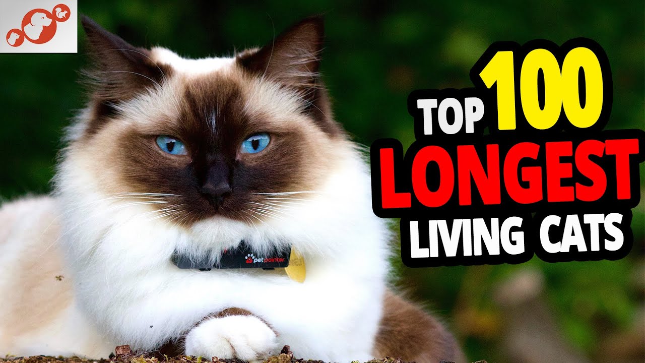 🐈 All Cats Lifespan - TOP 100 Longest Living Cat Breeds! #2