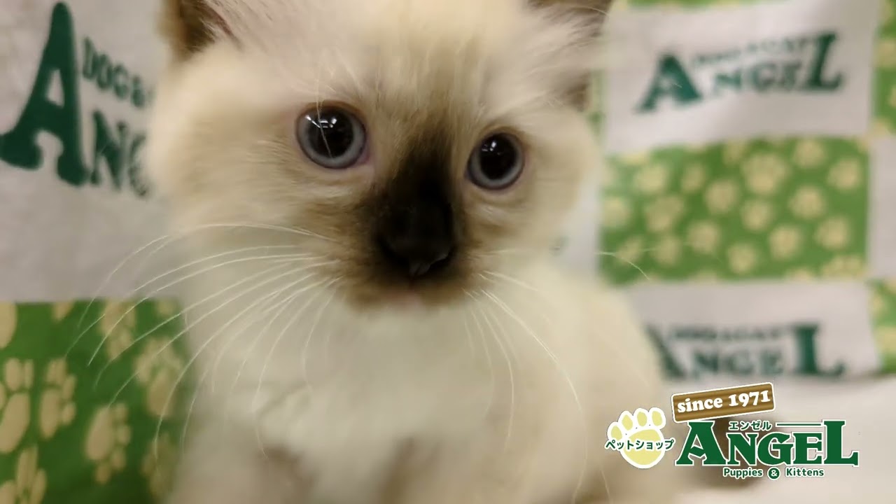 バーマン 2506002 【ペットショップエンゼル　子犬・子猫販売】
