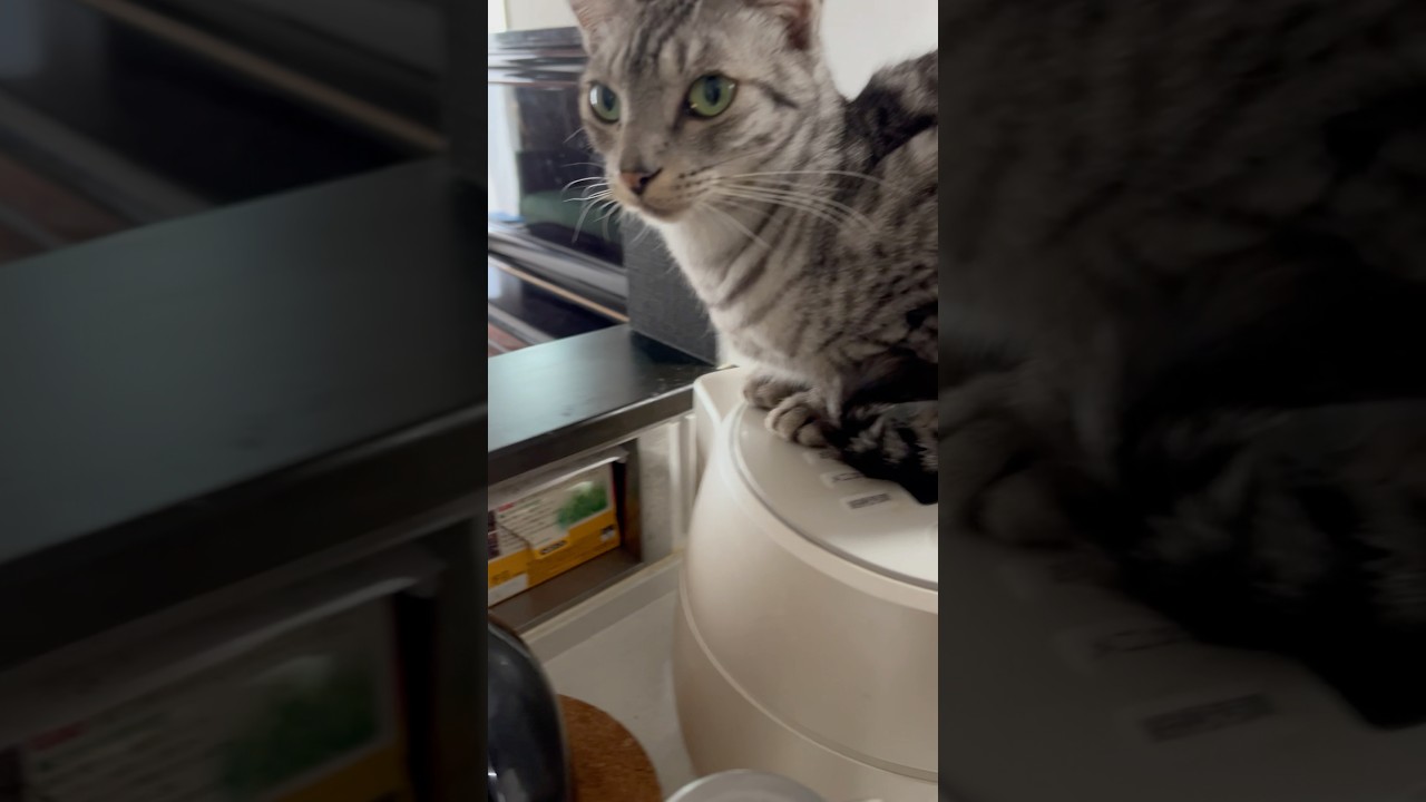 朝炊飯器の上に乗るのが定番になってるユキオさん🤣#癒し動画 #cat #ocicat #ねこ #猫のいる暮らし #可愛い猫#コーヒーメーカー