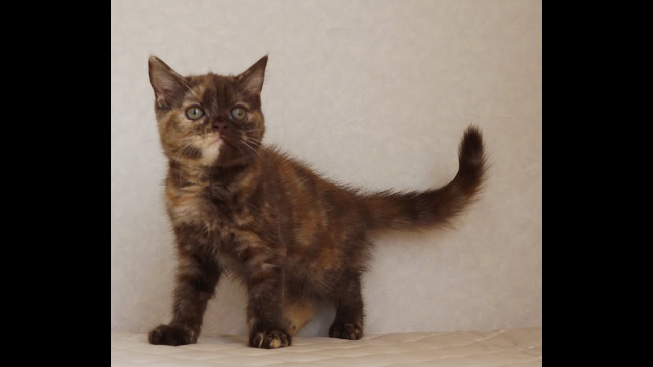 ブリティッシュショートヘアー子猫　British Shorthair　2025.3.20産まれ　チョコトーティー　女の子　シーダキャット猫のお店