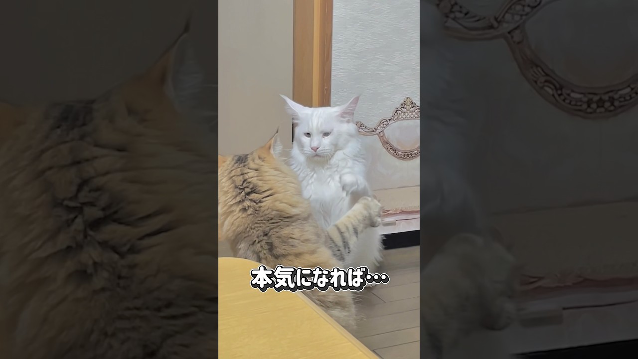 兄猫VS弟猫の兄弟バトル🐱⚔️#shorts #メインクーン #サイベリアン