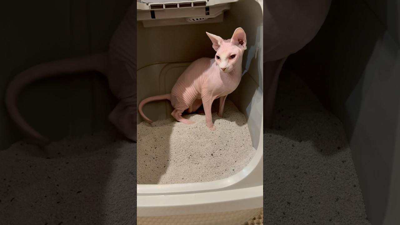 毛のない猫のトイレタイム【スフィンクス】