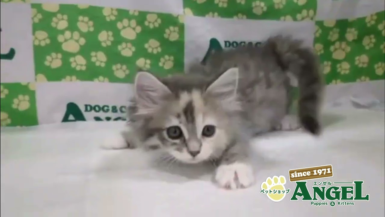 メインクーン 2506013 【ペットショップエンゼル　子犬・子猫販売】