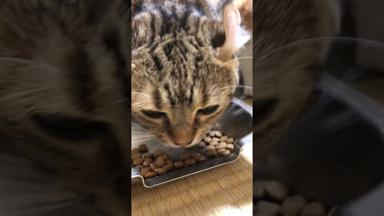 今日もいっぱい食べるアメリカンカールツゥちゃん😍