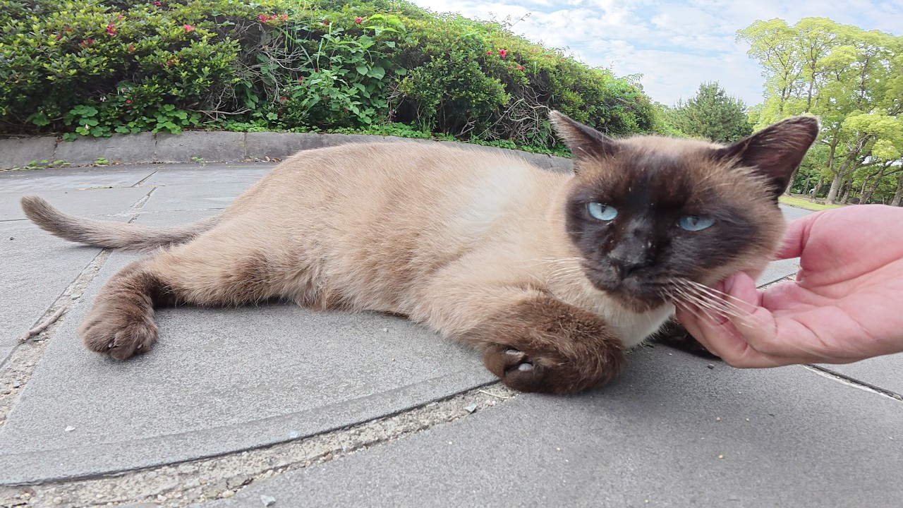 公園の長老キジシロ猫が警戒心ゼロのシャム猫に説教をする