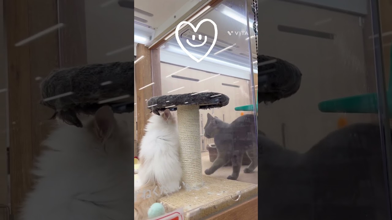 【ラガマフィン】全力で寝て全力で遊ぶラガマフィン#shorts#pets#ラガマフィン#cat#ペットショップ