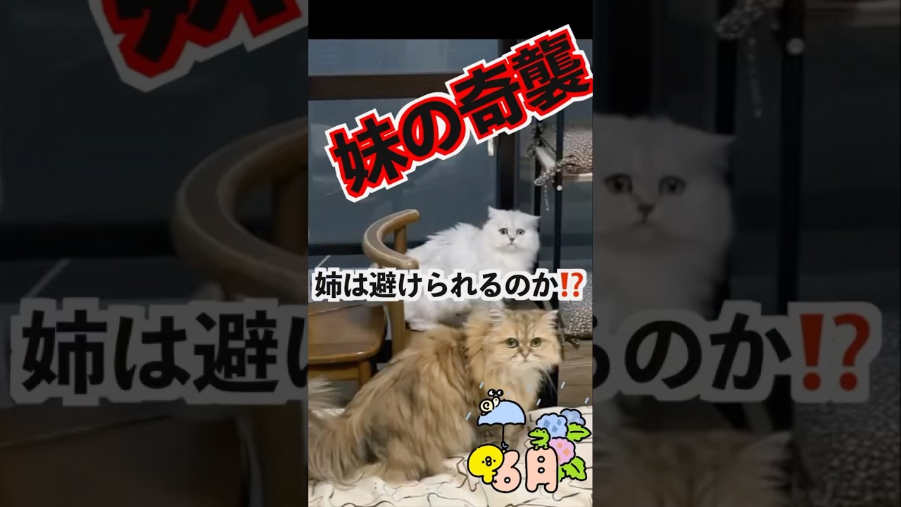 【衝撃】平和な猫の日常に突然の襲撃❗️お姉ちゃんの見事な回避術　#ペルシャ猫 #チンチラシルバー　#猫動画
