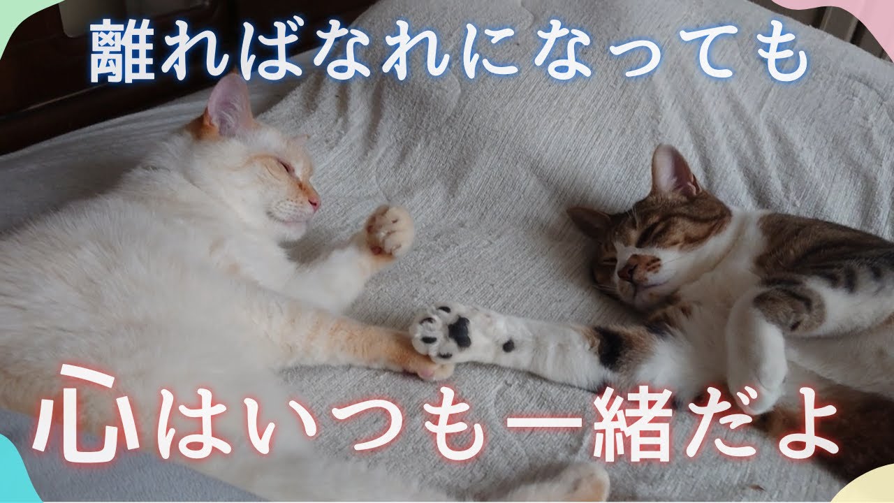 保護猫兄弟、再会初日はよそよそしく…でも最後は子猫の頃のように寄り添う姿に感動！