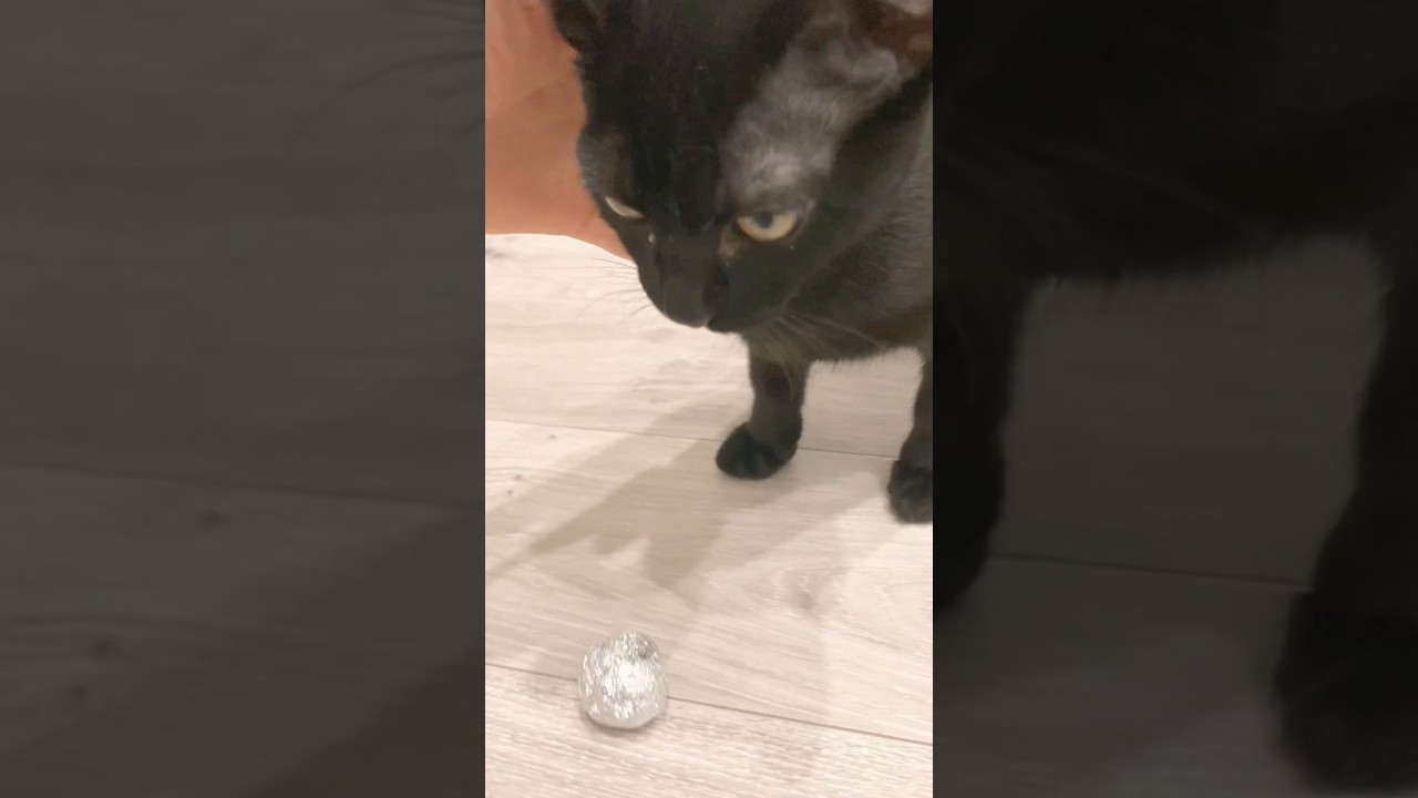 犬みたいにおりこうな猫 #cat #ボンベイ #黒猫 #好きな子猫 #猫のいる暮らし #ねこ #bombay #子猫 #猫