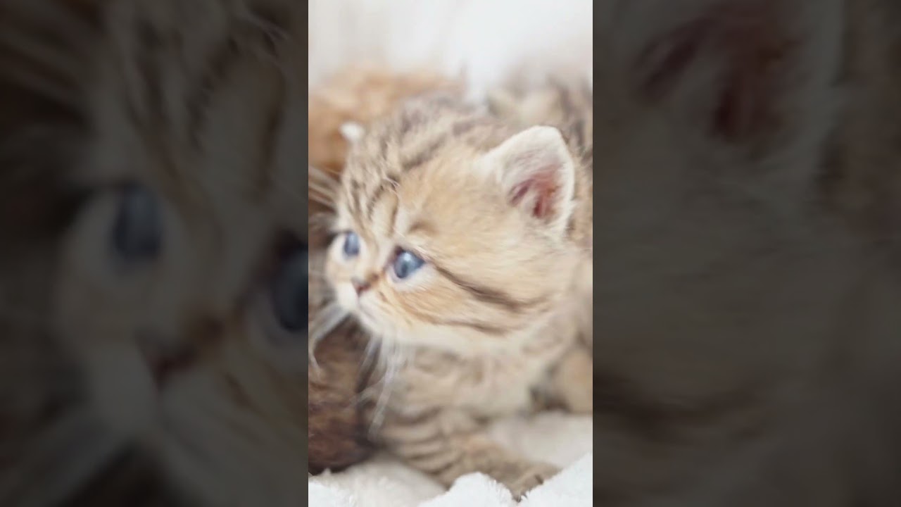 Why Are These Kittens So Adorable?😻