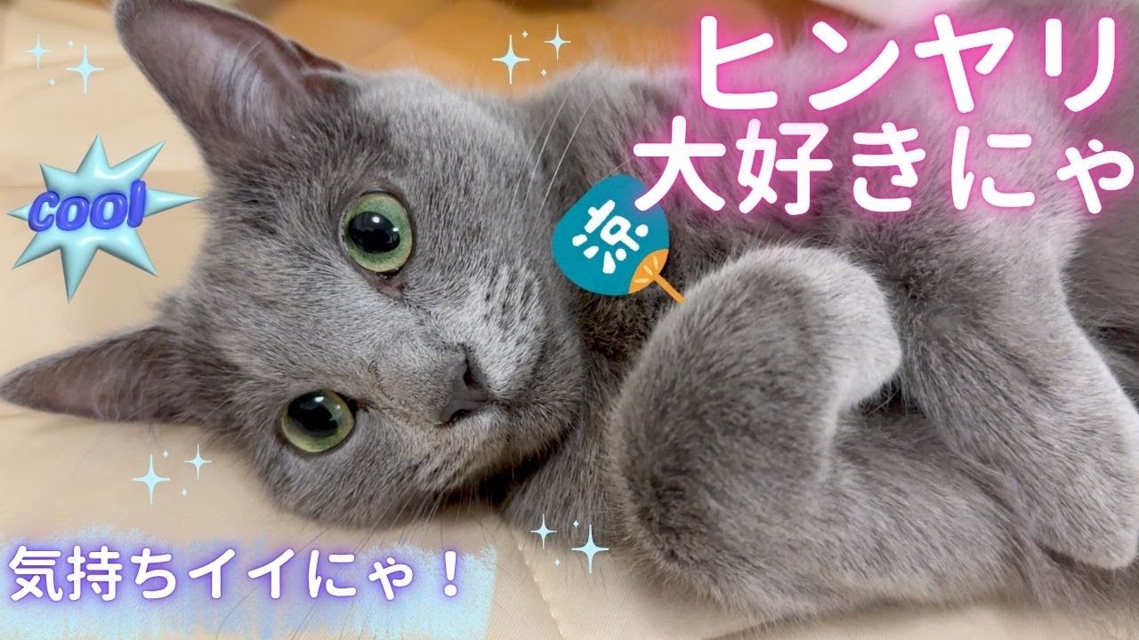 【猫ロシアンブルー】そら❤️ヒンヤリ気持ちイイにゃ❤️ #russianblue #ロシアンブルー #かわいい猫 #可愛い猫