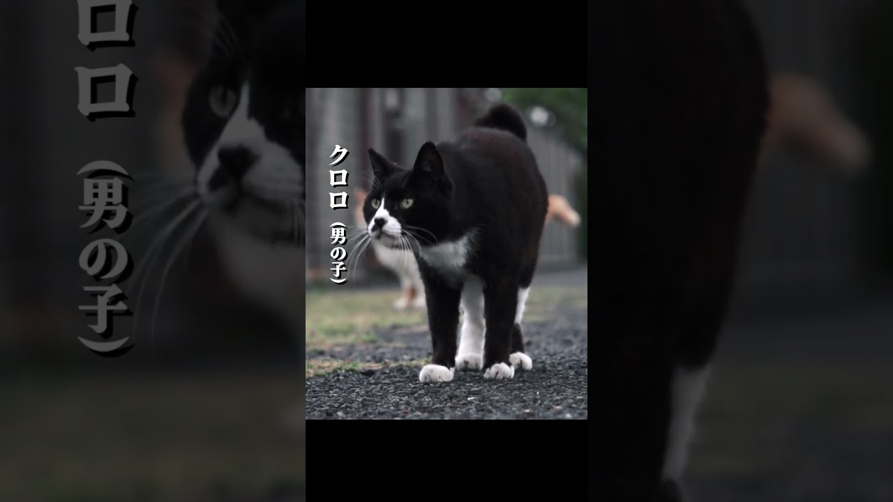 仲間を失ってもたくましく生きる猫