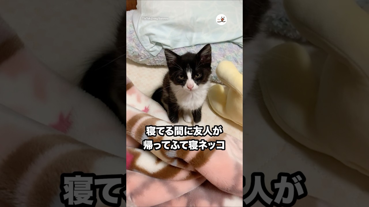 🐱「帰るなら起こしてよ…」｜PECO