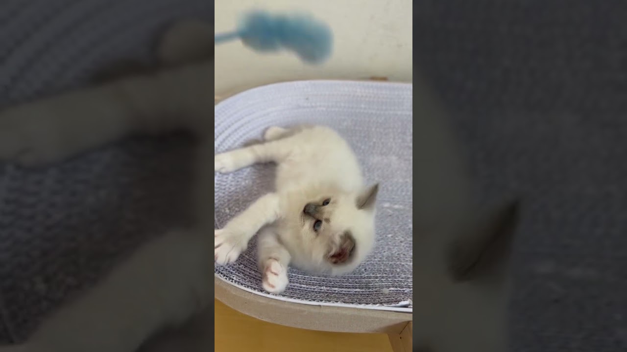 バーマン 冒険心いっぱいの探検家ボーイ🧭✨