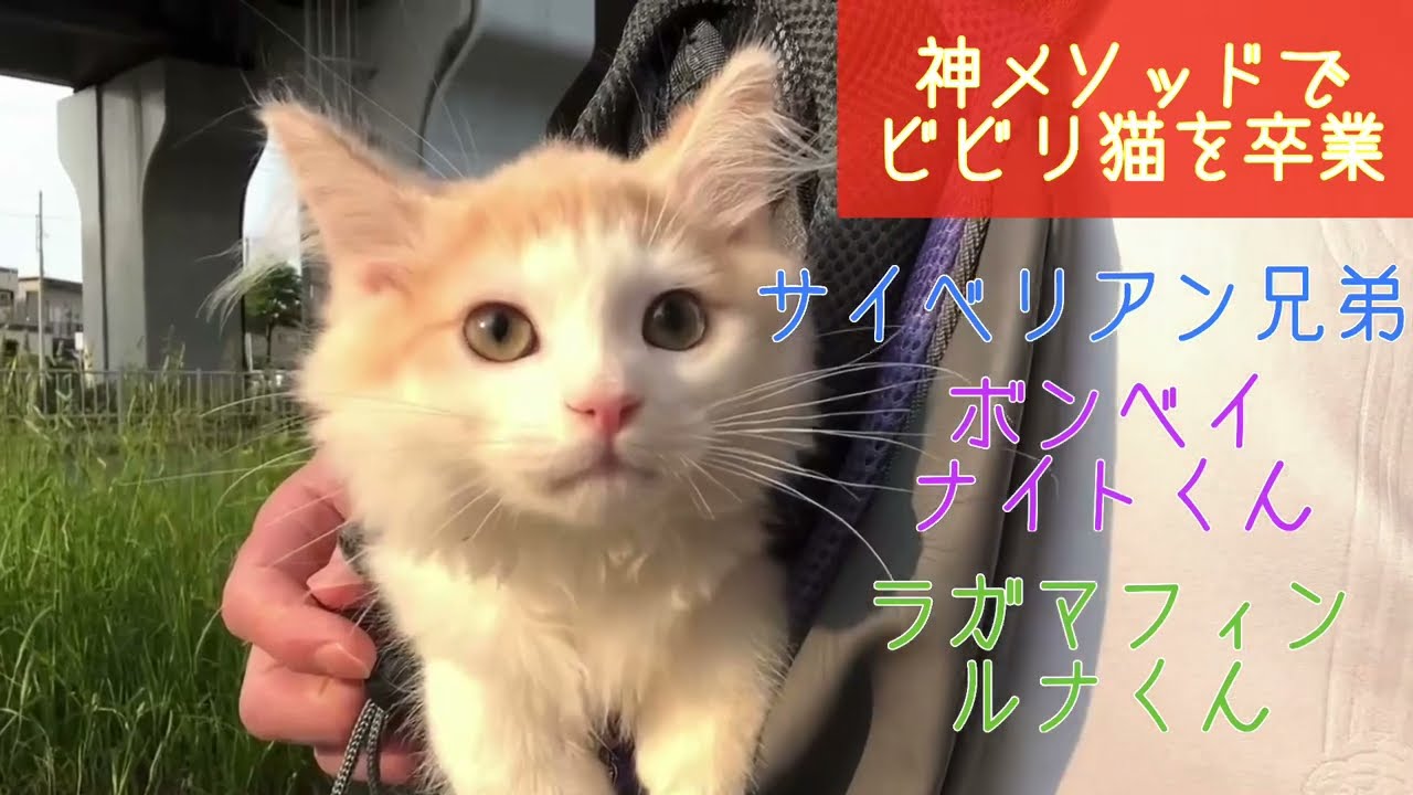 【ナナハチ’s ROOM】サイベリアン兄弟☆ボンベイのナイトくん☆ラガマフィンのルナくん