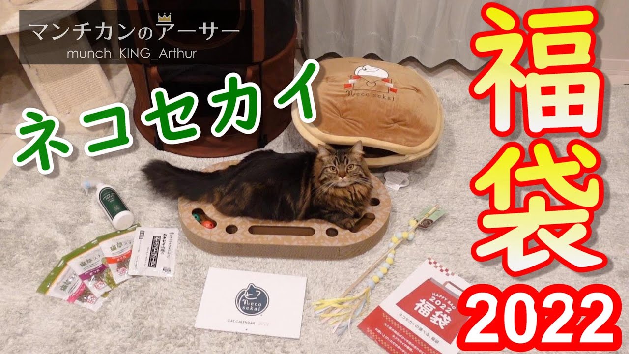【猫福袋】2022福袋（ネコセカイ）が届きました！【マンチカンのアーサー】