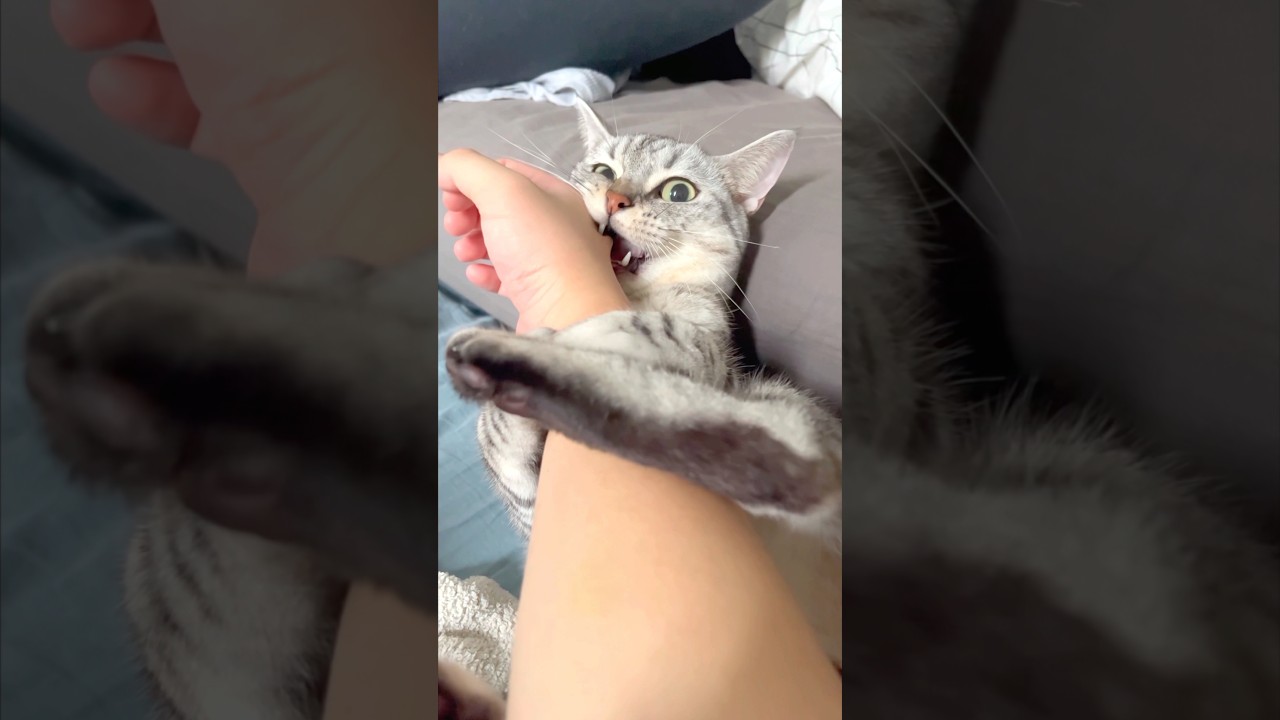 猫に愛されすぎて会社に行けない... #shorts #猫 #cat