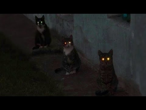 There Are Pure Evil Cat Breeds On The Earth.