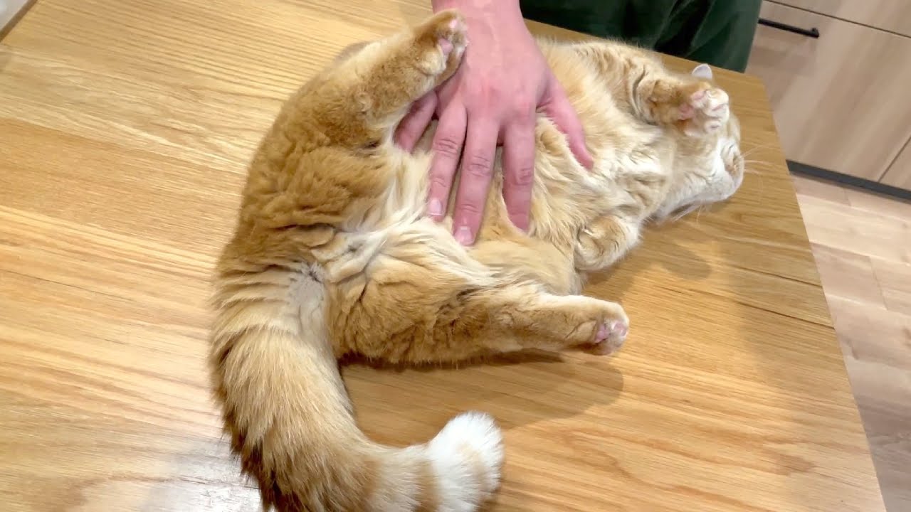 プリンをこねこねしてくねくねさせるだけの動画