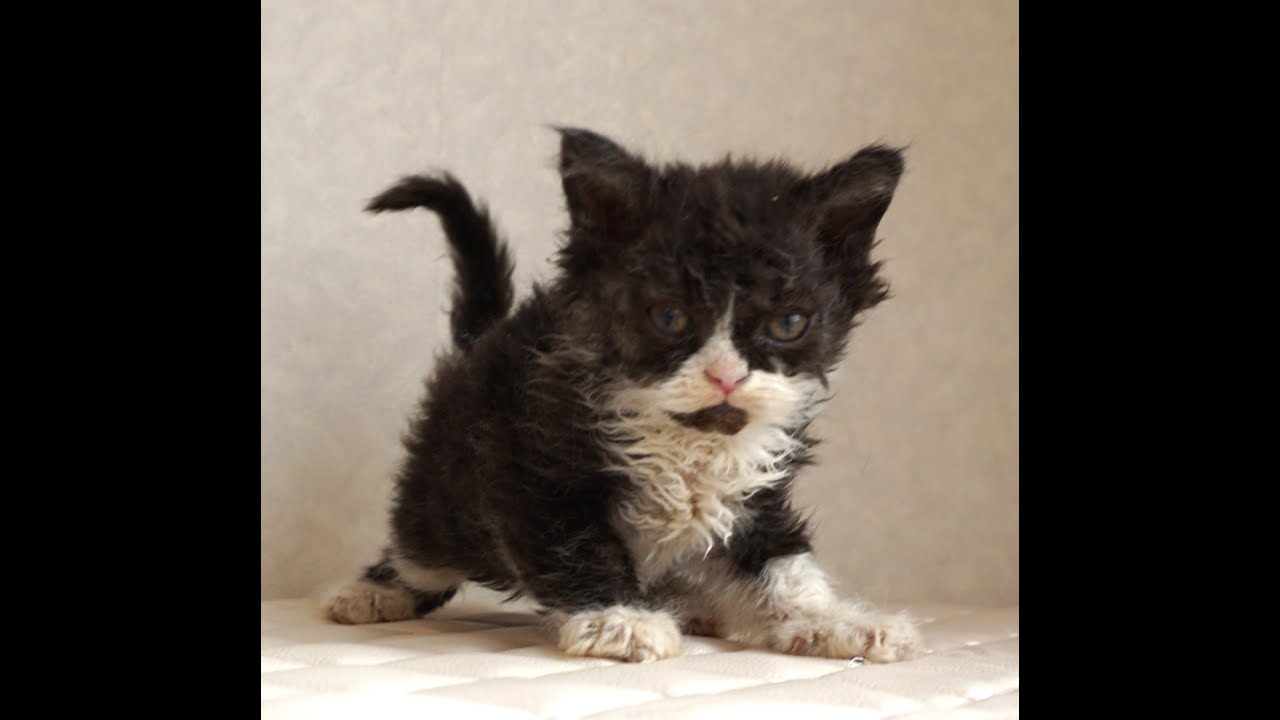 セルカークレックス子猫　Selkirk Rex　2025.4.12産まれ　ブラック＆ホワイト　巻き毛　女の子　シーダキャット猫のお店