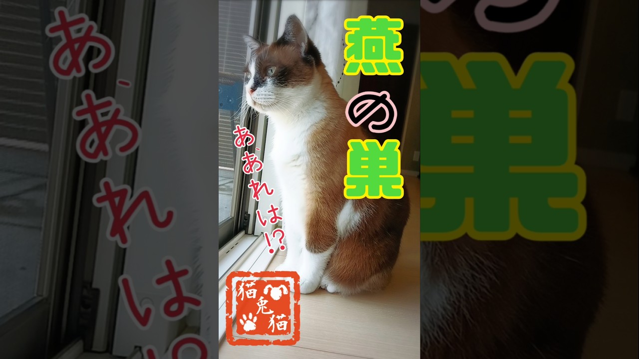 毎日見守ってます #にゃるそっく      #oshinoko #cover #anime #music #animesong #tnr #cat #猫のいる暮らし #スノーシュー猫 #保護猫