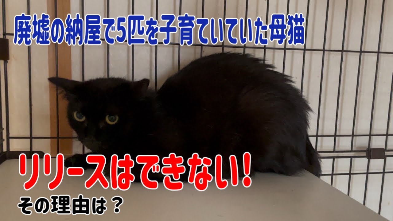 廃墟の納屋で子育ていていたママ猫さんを退院させました