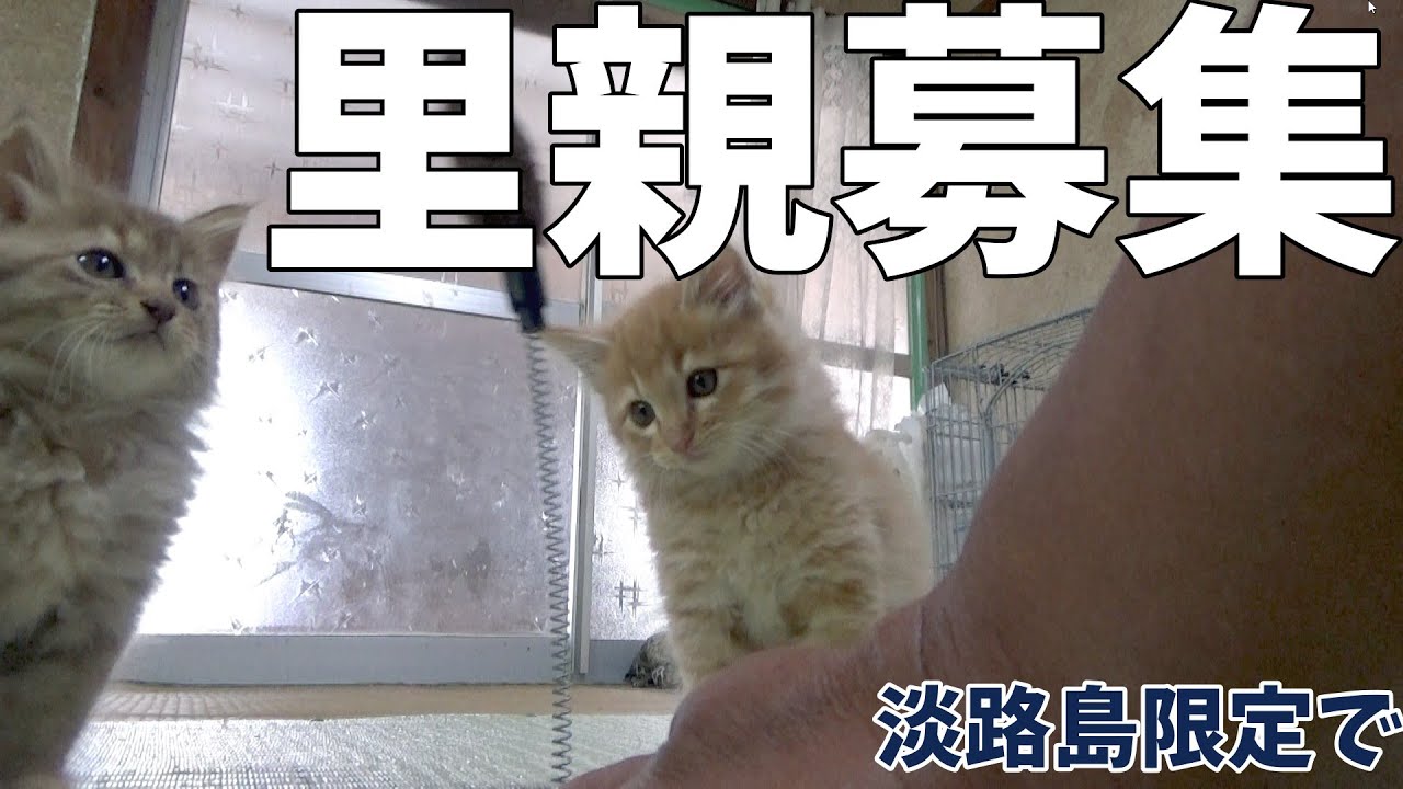 川で救助された兄弟子猫の里親募集します！