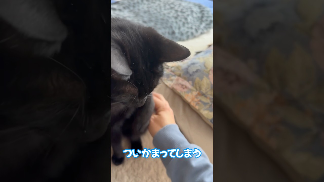 かまいたさん！　#shorts #cat #ねこ