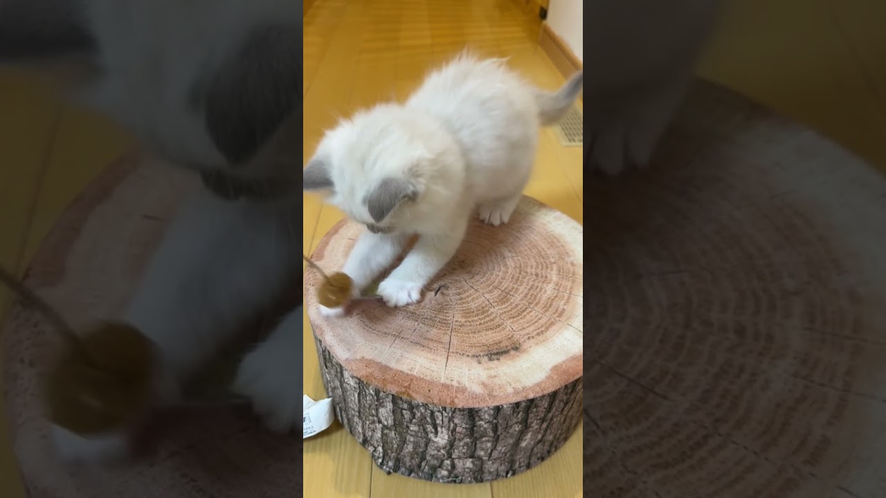 バーマン のんびりボーイの癒やし王子🎉🌟