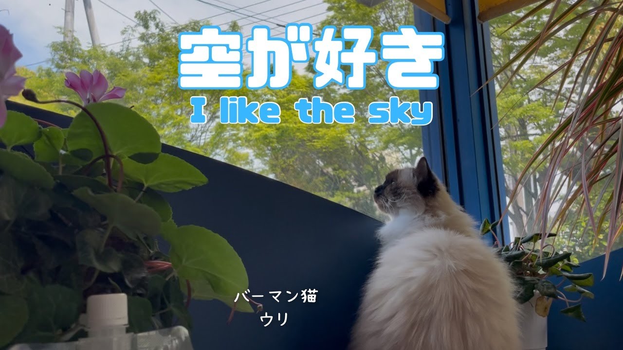 バーマン猫ウリ【空が好き】I like the sky（バーマン猫）Birman/Cat
