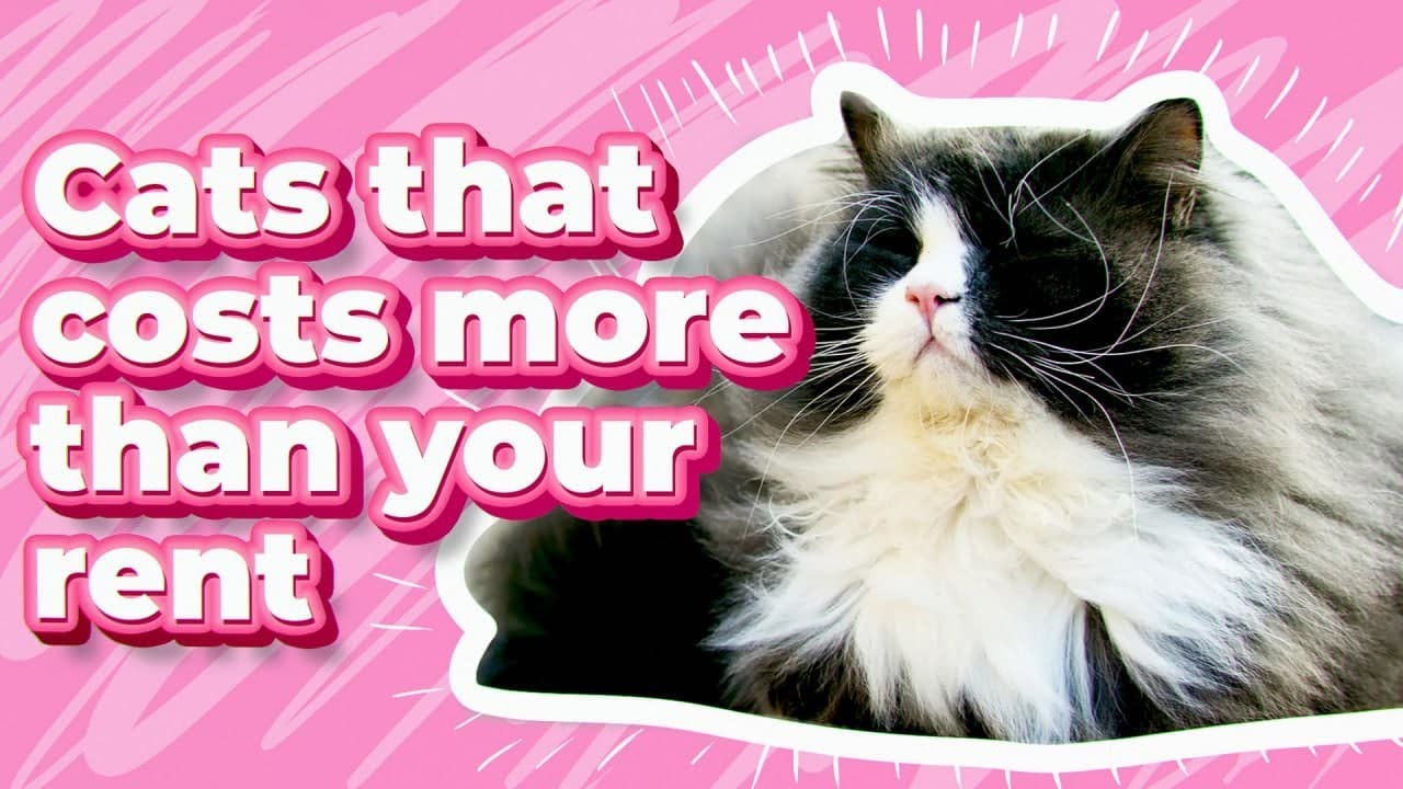 Pricey cat breeds around the globe