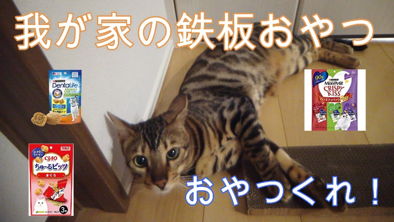 我が家の鉄板猫用おやつ紹介